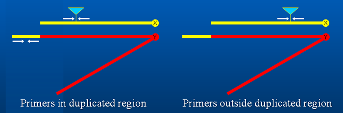 PCR mapping